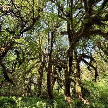 Hoh Rainforest - Hiking Near Me - Forks, Washington Hoh Rainforest - Hiking Near Me - Forks, Washington