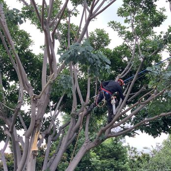 AA Tree Care - Tree arborist pruning coral tree - Tree Services Near Me