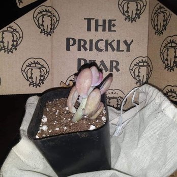 The Prickly Pear - June subscription box - Nurseries & Gardening Near Me - Sacramento, California The Prickly Pear - June subscription box - Nurseries & Gardening Near Me - Sacramento, California