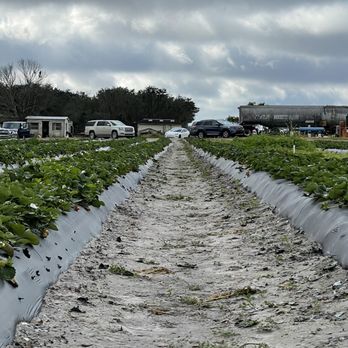 Hunsader Farms - U-pick strawberries. Sandy paths. Lots of room to social distance! Parking is a free for all - Farms Near Me - Bradenton, Florida