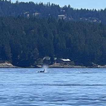 Sidney Whale Watching - Two Orca Pods - Whale Watching Tours Near Me - Sidney, British Columbia Sidney Whale Watching - Two Orca Pods - Whale Watching Tours Near Me - Sidney, British Columbia
