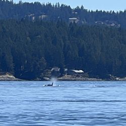 Sidney Whale Watching - Two Orca Pods