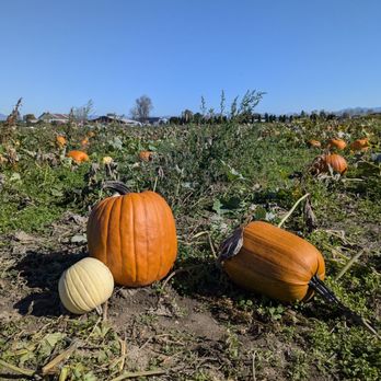 Thomas Family Farm - Pumpkins - Attraction Farms Near Me - Snohomish, Washington Thomas Family Farm - Pumpkins - Attraction Farms Near Me - Snohomish, Washington