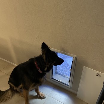 Doors 4 Mutts - Scout looking out "her" door! - Pet Services Near Me - Henderson, Nevada Doors 4 Mutts - Scout looking out "her" door! - Pet Services Near Me - Henderson, Nevada