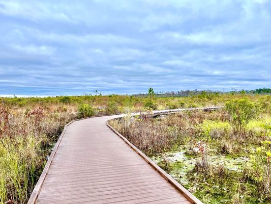 Okefenokee National Wildlife Refuge by null