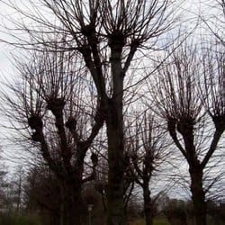 Schillerufer