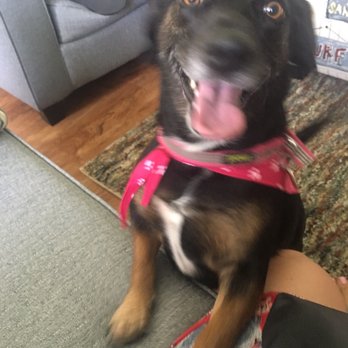 Doggie Escorts - Dog Walkers Near Me Doggie Escorts - Dog Walkers Near Me