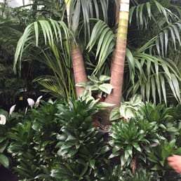 Several well cared plants
