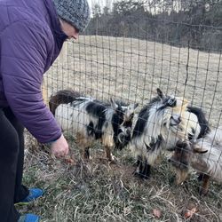 Asheville Farm - Giving the goats a treat!