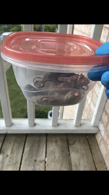 Greenleaf Manor Apartments