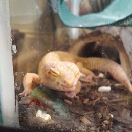 Cute lizard in family breakfast area. Cute lizard in family breakfast area.