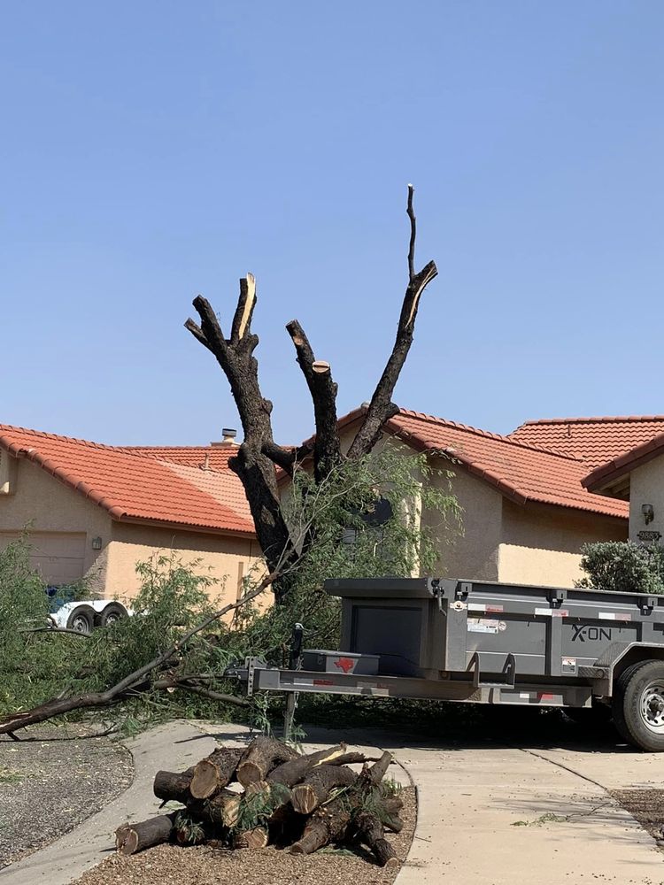 Alpha Team Landscaping and More - tree service in Tucson, AZ