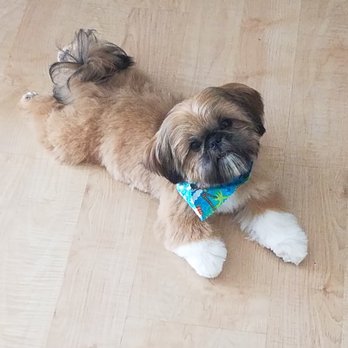 Paw Prints - Puppy's First Haircut  :) - Pet Stores Near Me - Highlands Ranch, Colorado