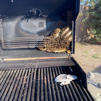AA-Beekeeper - A fairly large colony of bees in the BBQ Grill. - Pest Control Near Me AA-Beekeeper - A fairly large colony of bees in the BBQ Grill. - Pest Control Near Me