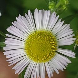 Baldpate Mountain - Flower
