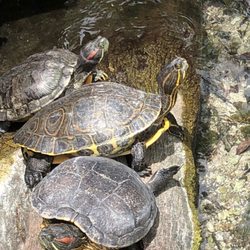 Gran Cenote - Turtles at Gran Cenote
