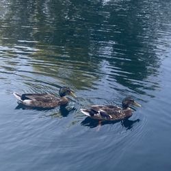 Lake Calabasas