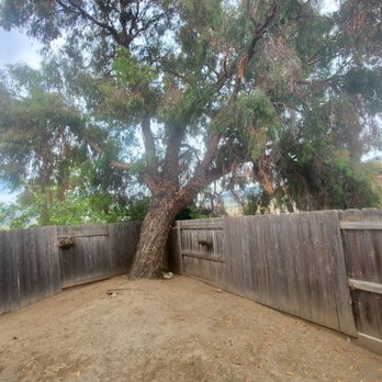 Holly Oak Arbor Care - Tree Before removal - Tree Services Near Me Holly Oak Arbor Care - Tree Before removal - Tree Services Near Me