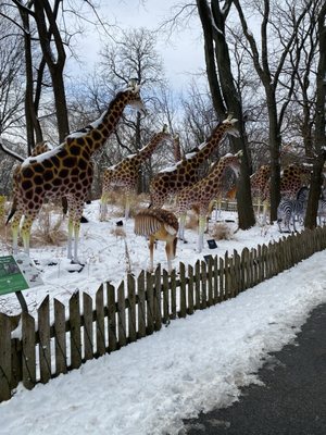 Bronx Zoo by null Bronx Zoo by null