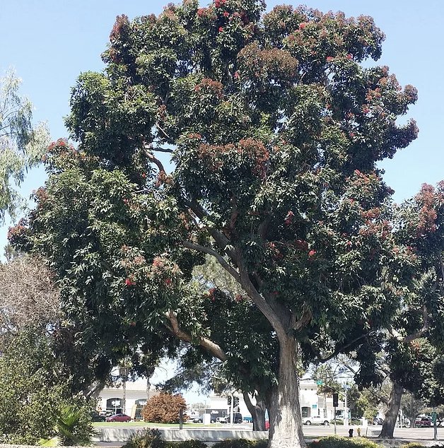 Holly Oak Arbor Care - tree service in Chula Vista,, CA