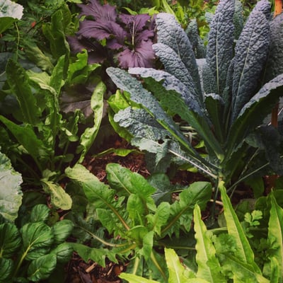 Ready-to-Grow Gardens by null