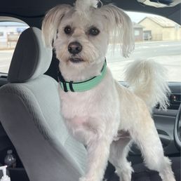Charlie Bucket is enthused with his grooming. Charlie Bucket is enthused with his grooming.