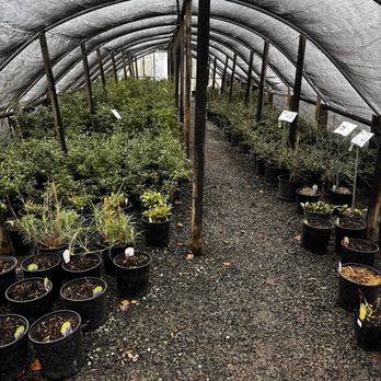 Woods Creek Nursery - Rows and rows of beautiful plants. - Nurseries & Gardening Near Me - Monroe, Washington Woods Creek Nursery - Rows and rows of beautiful plants. - Nurseries & Gardening Near Me - Monroe, Washington