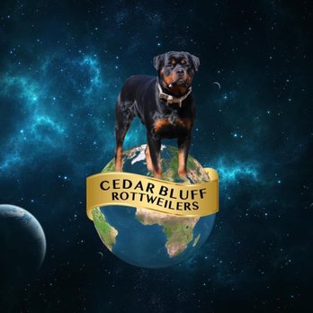 CedarBluff Rottweilers - Pet Training Near Me - Uniontown, Alabama CedarBluff Rottweilers - Pet Training Near Me - Uniontown, Alabama