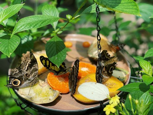 Cockrell Butterfly Center by null