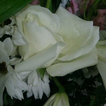 Flower Express - Roses just falling apart the day I pick them up - Florists Near Me - Jacksonville, Florida Flower Express - Roses just falling apart the day I pick them up - Florists Near Me - Jacksonville, Florida
