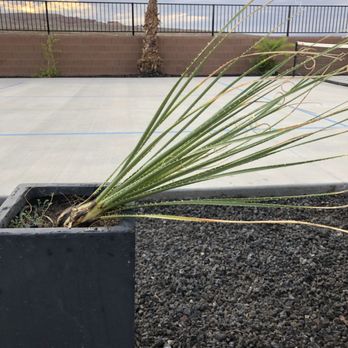 First Class Landscaping - If I look sideways it is planted...another fine representation of a plant actually not planted - Landscaping Near Me First Class Landscaping - If I look sideways it is planted...another fine representation of a plant actually not planted - Landscaping Near Me