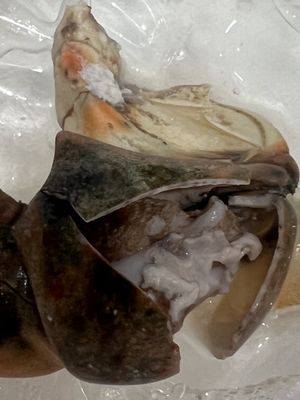 George Stone Crab by null