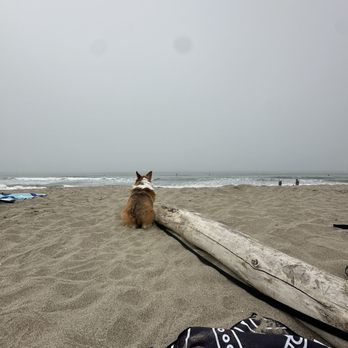 By the Leash K9 - She is proud of her progress, I just know it!! - Pet Training Near Me By the Leash K9 - She is proud of her progress, I just know it!! - Pet Training Near Me