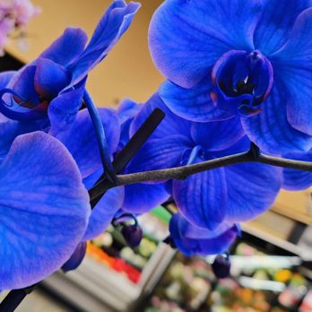 Safeway - Flowers - Grocery Near Me - Seattle, Washington Safeway - Flowers - Grocery Near Me - Seattle, Washington