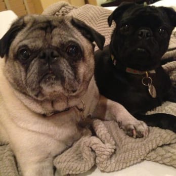 Lakeway Pet Nanny - Happy Pugs who didn't seem to miss us at all thanks to their caring nannies! - Pet Sitting Near Me Lakeway Pet Nanny - Happy Pugs who didn't seem to miss us at all thanks to their caring nannies! - Pet Sitting Near Me