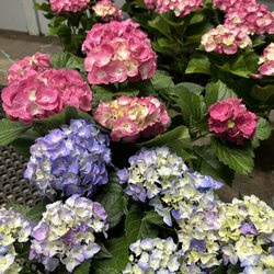 Sherwood Florist - Hydrangea at Sherwood Florist