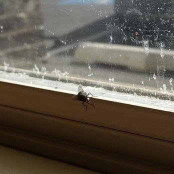 Zip's Drive In - MAJOR FLY PROBLEM! So nasty! - Burgers Near Me - Ritzville, Washington