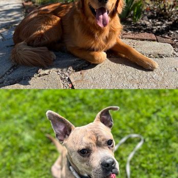Cambria Veterinary Clinic - Veterinarians Near Me - Cambria, California