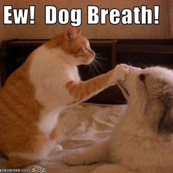 Cuttingedge Pet Services - Pet Groomers Near Me - Niagara Falls, Ontario
