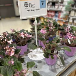 Publix Super Market- Apopka - African Violets