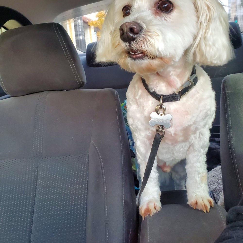 PetSmart - Pet Groomers Near Me - Monrovia, California PetSmart - Pet Groomers Near Me - Monrovia, California