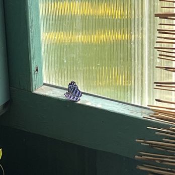 GT Butterfly House & Bug Zoo - Zoos Near Me - Williamsburg, Michigan GT Butterfly House & Bug Zoo - Zoos Near Me - Williamsburg, Michigan