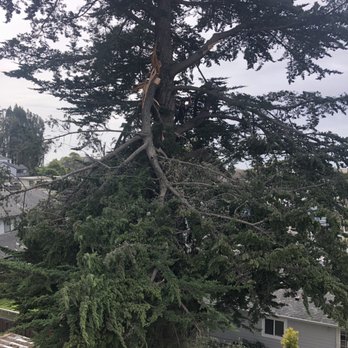 Coastside Tree Service - The tress Whisper in his natural environment. Find Kordo in this mess. - Tree Services Near Me