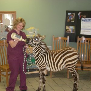 Feeder Creek Veterinary Service Veterinarians 12575 Lancaster
