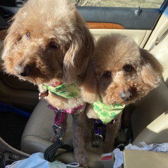 My Pet Parlor - Pet Groomers Near Me - Chicago, Illinois My Pet Parlor - Pet Groomers Near Me - Chicago, Illinois