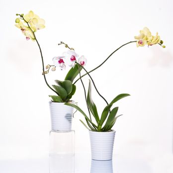 Hafner Florist - Orchids are always a great idea! As a Toledo florist we delivery to Toledo and surrounding areas. - Florists Near Me - Sylvania, Ohio