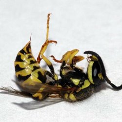Pest Gone Pest Control - The results we get when you call for a wasp removal job!