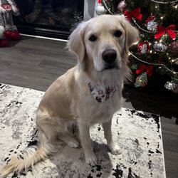 PetSmart - Marley