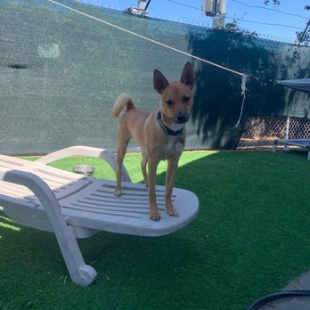 Staycation For Dogs - Gizmo at daycare - Pet Groomers Near Me - Vista, California
