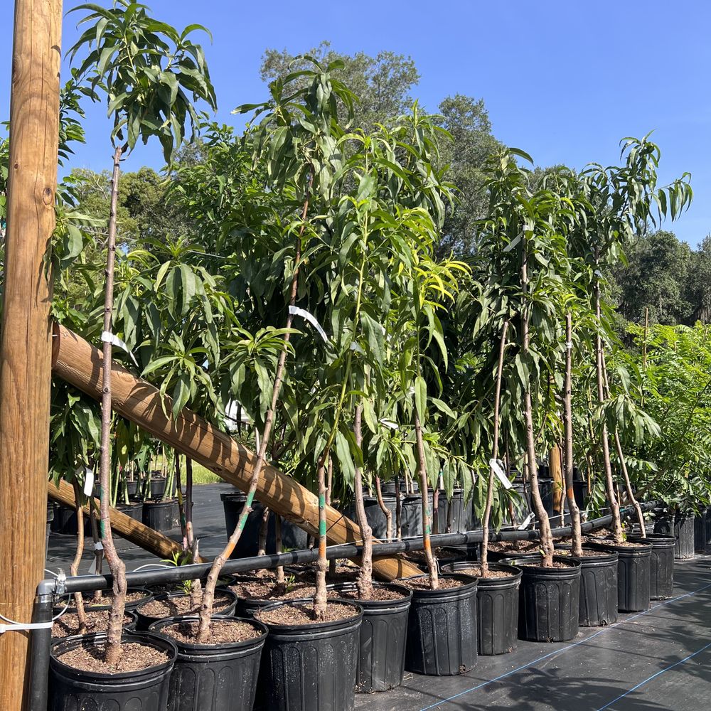 SOUTH EDEN EDIBLE NURSERY Updated August 2024 10 Photos 2551 Princess Way, Kissimmee